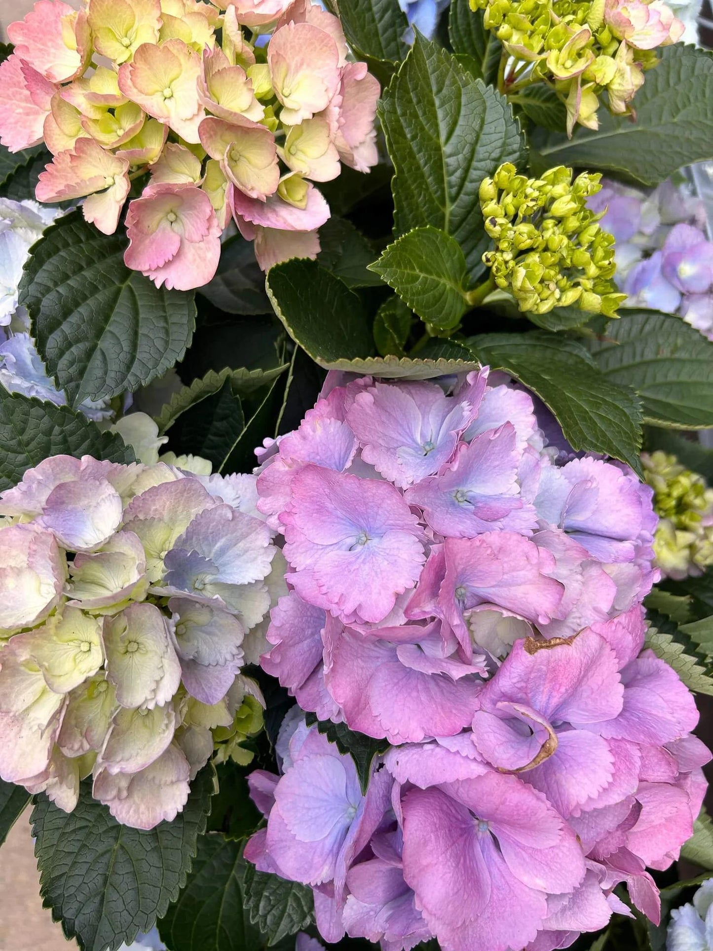 Hydrangea Macrophylla 'mathilda Gutges' - View 24 from www redcrocus com