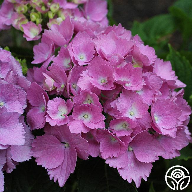 Hydrangea Macrophylla 'mathilda Gutges' - View 25 from www redcrocus com