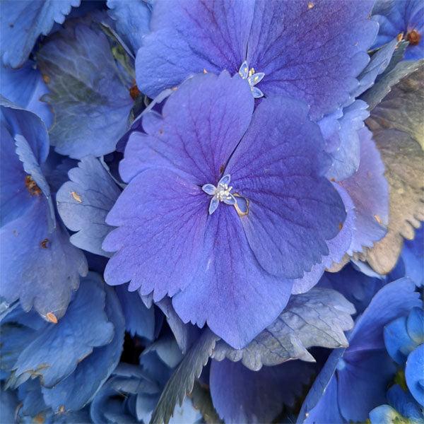 Hydrangea Macrophylla 'mathilda Gutges' - View 27 from www redcrocus com