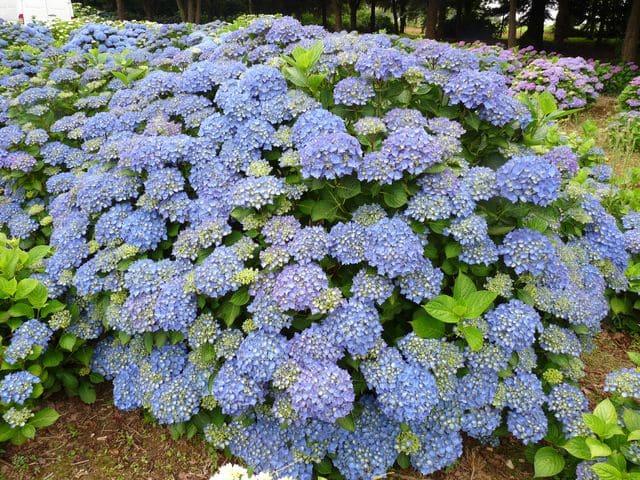 Hydrangea Macrophylla 'mathilda Gutges' - View 3 from www redcrocus com