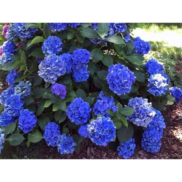 Hydrangea Macrophylla 'mathilda Gutges' - View 4 from www redcrocus com