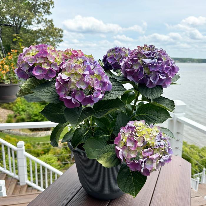 Hydrangea Macrophylla 'mathilda Gutges' - View 6 from www redcrocus com