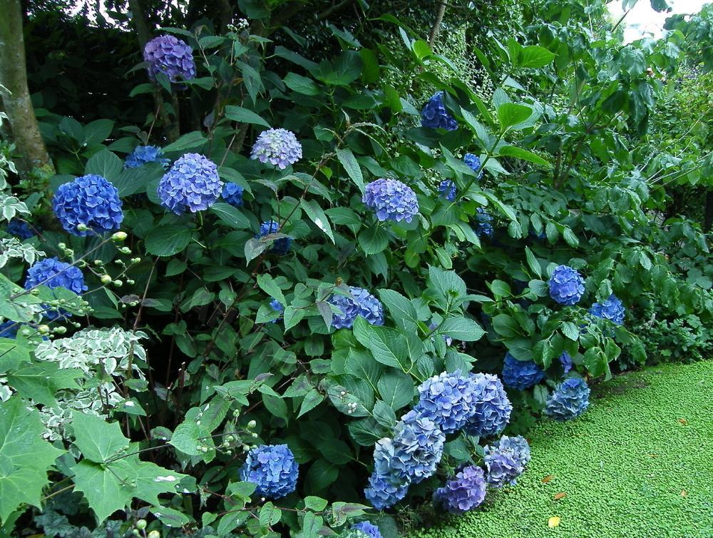 Hydrangea Macrophylla 'mathilda Gutges' - View 7 from www redcrocus com