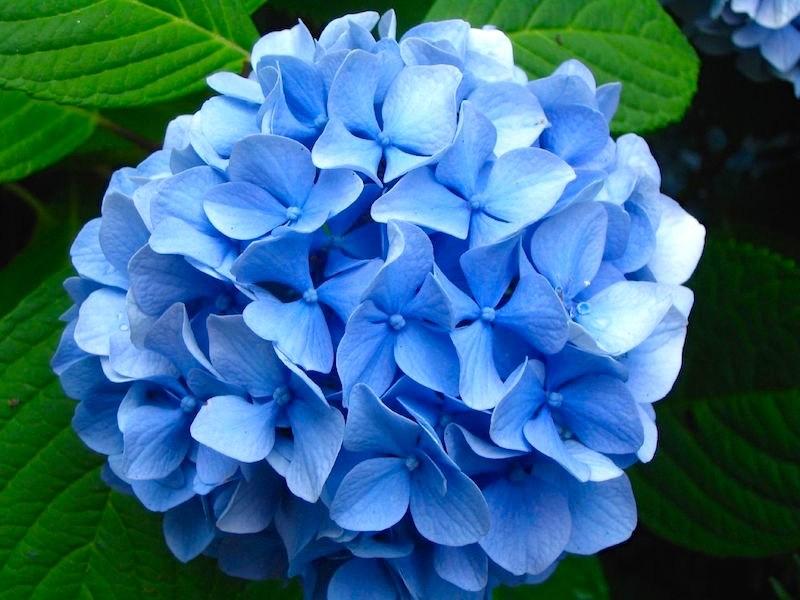 Hydrangea Macrophylla 'mathilda Gutges' - View 8 from www redcrocus com