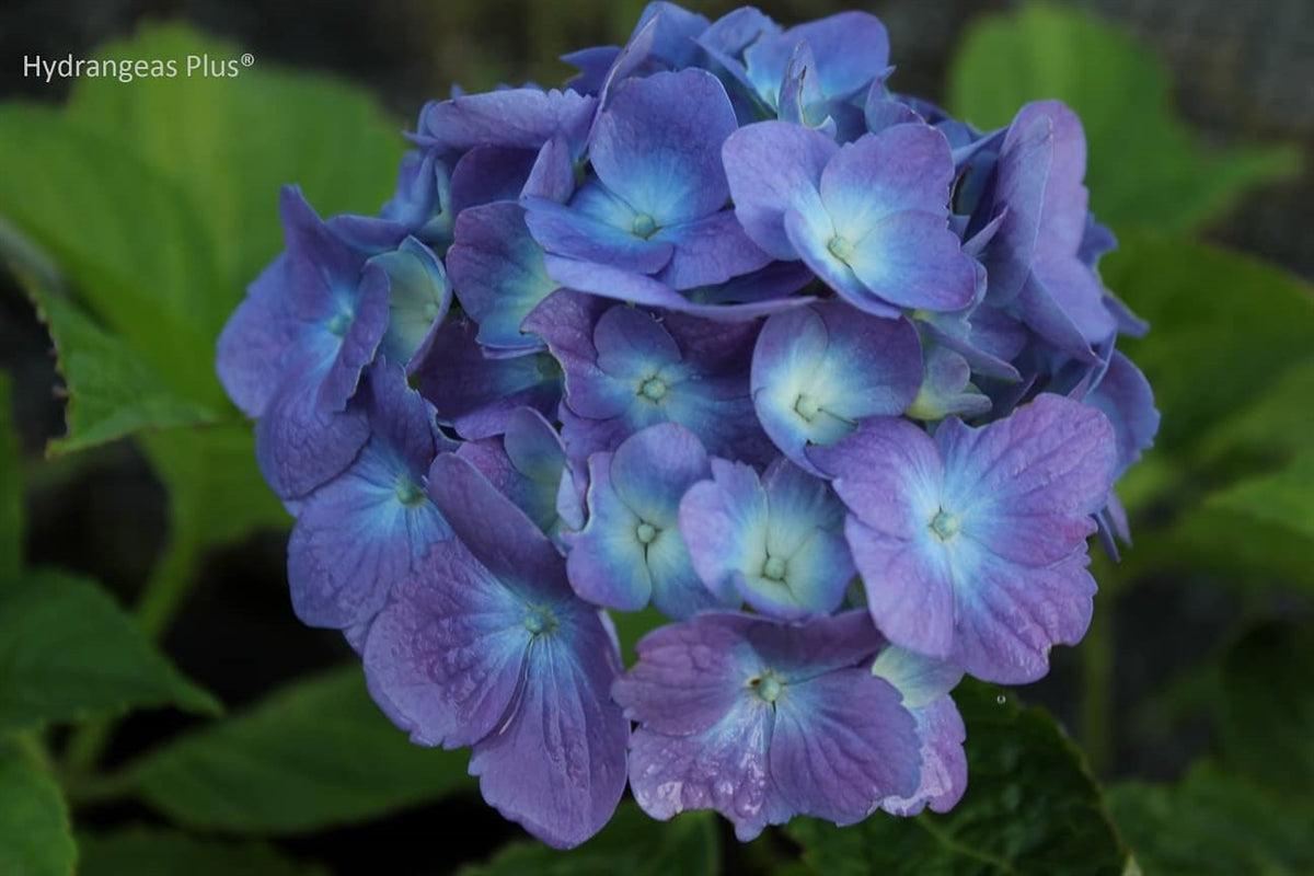 Hydrangea Macrophylla 'mathilda Gutges' - View 9 from www redcrocus com