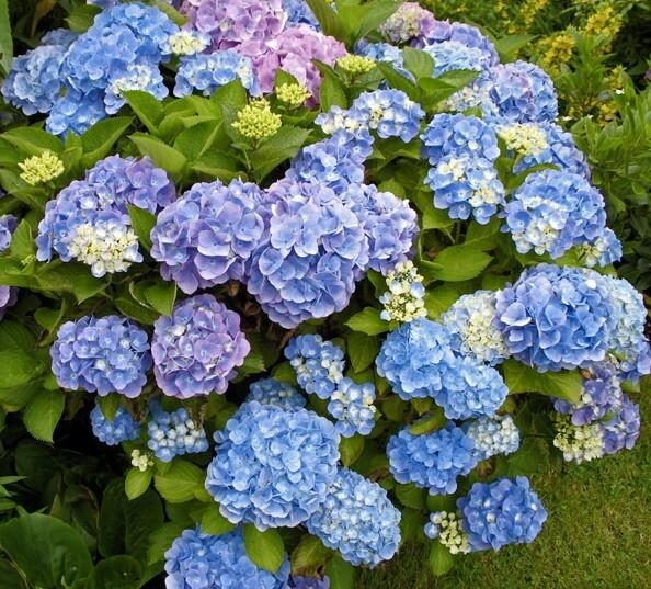 Hydrangea Macrophylla 'all Summer Beauty' - View 10 from www redcrocus com