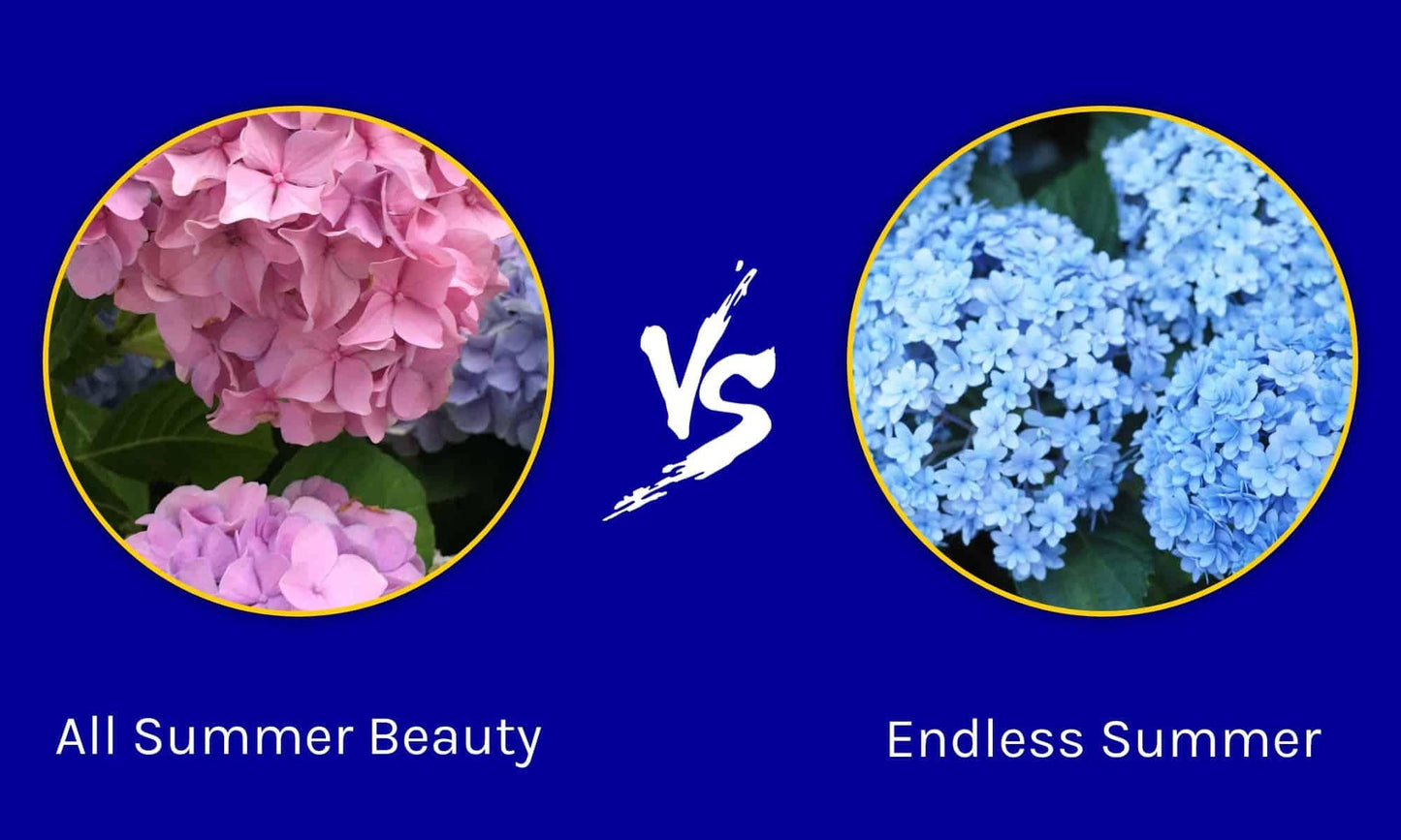Hydrangea Macrophylla 'all Summer Beauty' - View 11 from www redcrocus com