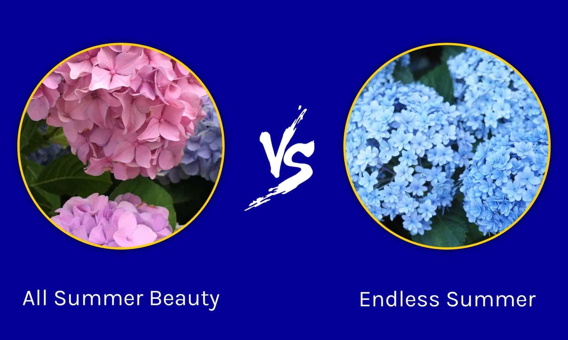 Hydrangea Macrophylla 'all Summer Beauty' - View 11 from www redcrocus com