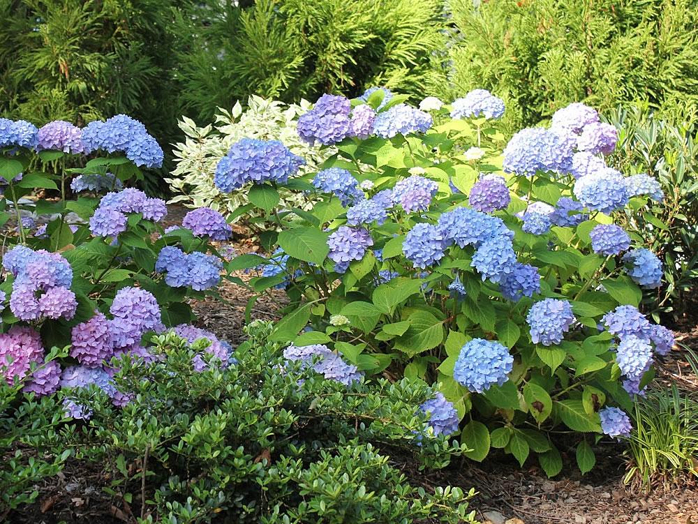 Hydrangea Macrophylla 'all Summer Beauty' - View 12 from www redcrocus com