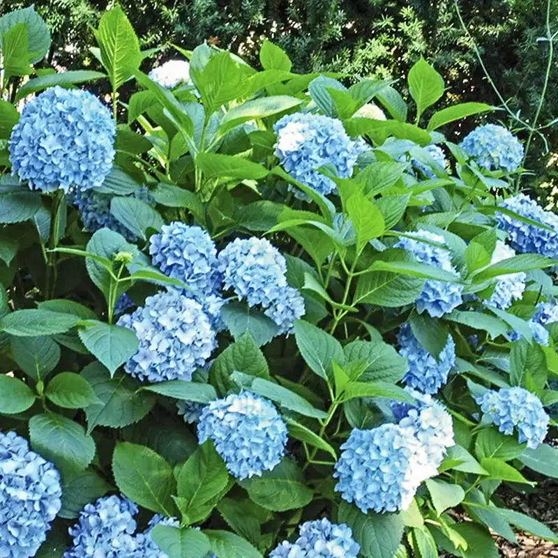 Hydrangea Macrophylla 'all Summer Beauty' - View 14 from www redcrocus com