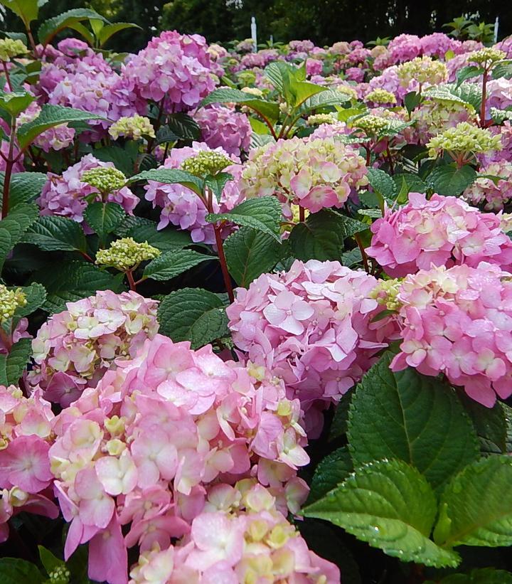 Hydrangea Macrophylla 'all Summer Beauty' - View 15 from www redcrocus com