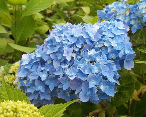 Hydrangea Macrophylla 'all Summer Beauty' - View 16 from www redcrocus com