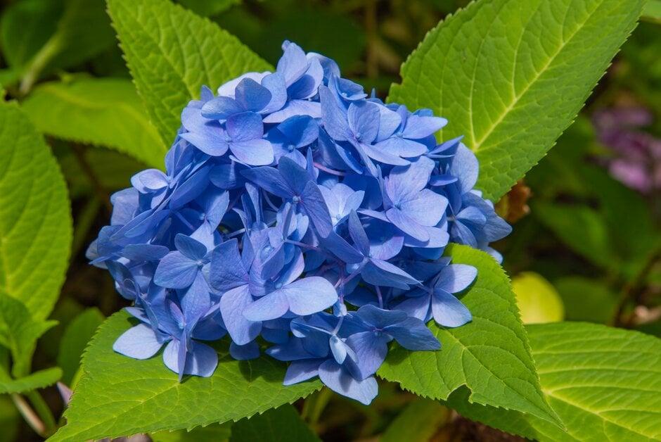 Hydrangea Macrophylla 'all Summer Beauty' - View 17 from www redcrocus com