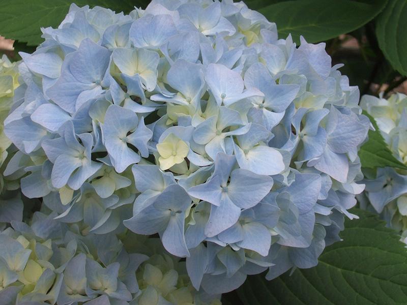 Hydrangea Macrophylla 'all Summer Beauty' - View 20 from www redcrocus com