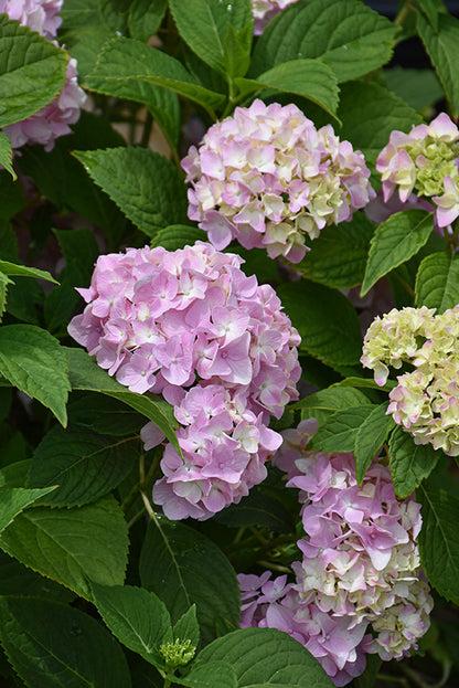 Hydrangea Macrophylla 'all Summer Beauty' - View 22 from www redcrocus com