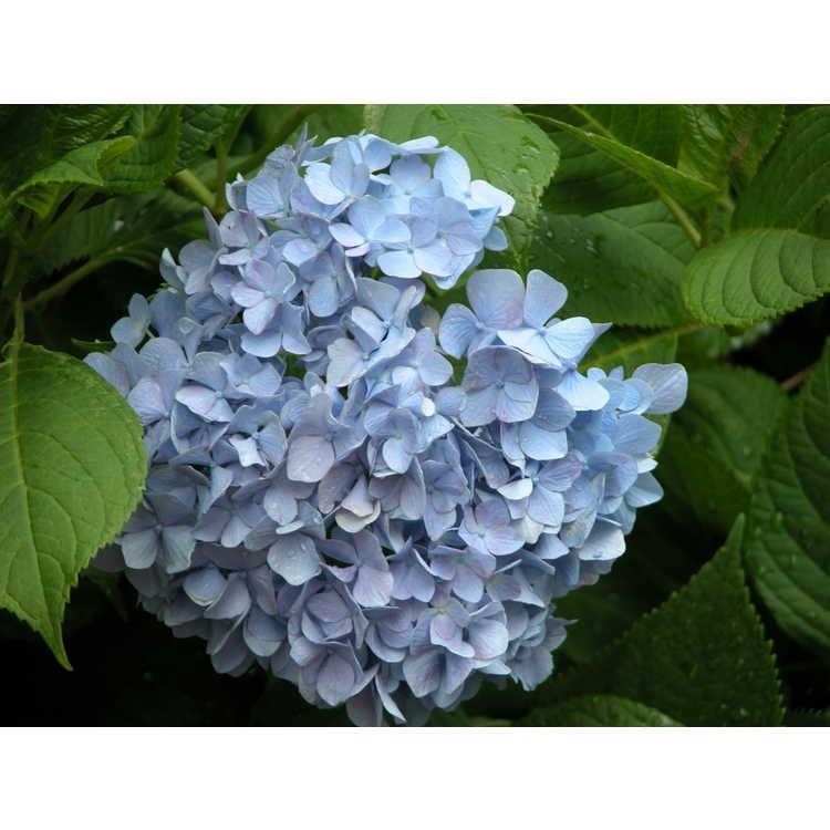 Hydrangea Macrophylla 'all Summer Beauty' - View 23 from www redcrocus com