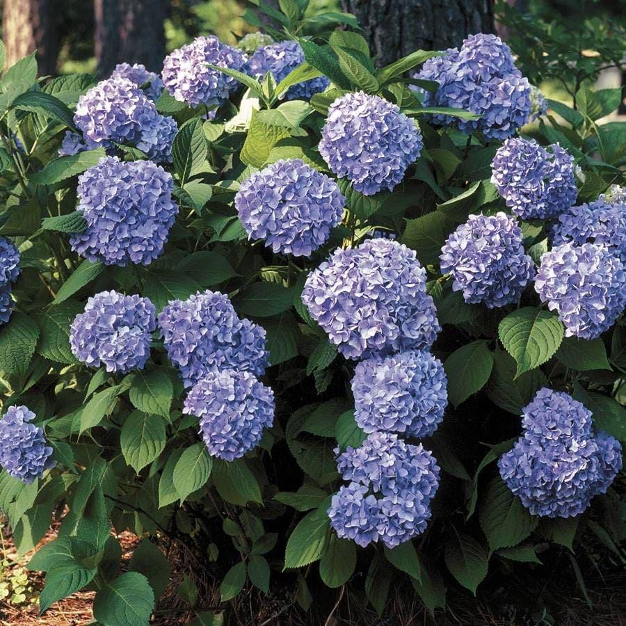 Hydrangea Macrophylla 'all Summer Beauty' - View 24 from www redcrocus com