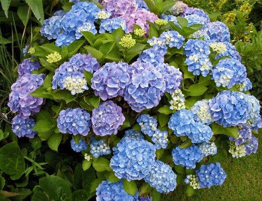 Hydrangea Macrophylla 'all Summer Beauty' - View 25 from www redcrocus com