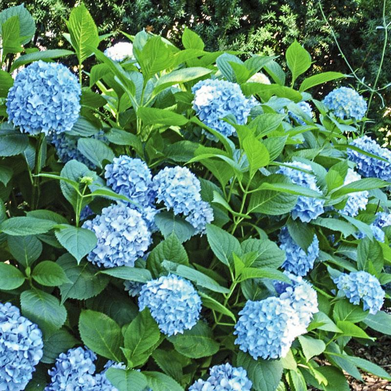 Hydrangea Macrophylla 'all Summer Beauty' - View 27 from www redcrocus com