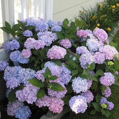 Hydrangea Macrophylla 'all Summer Beauty' - View 28 from www redcrocus com