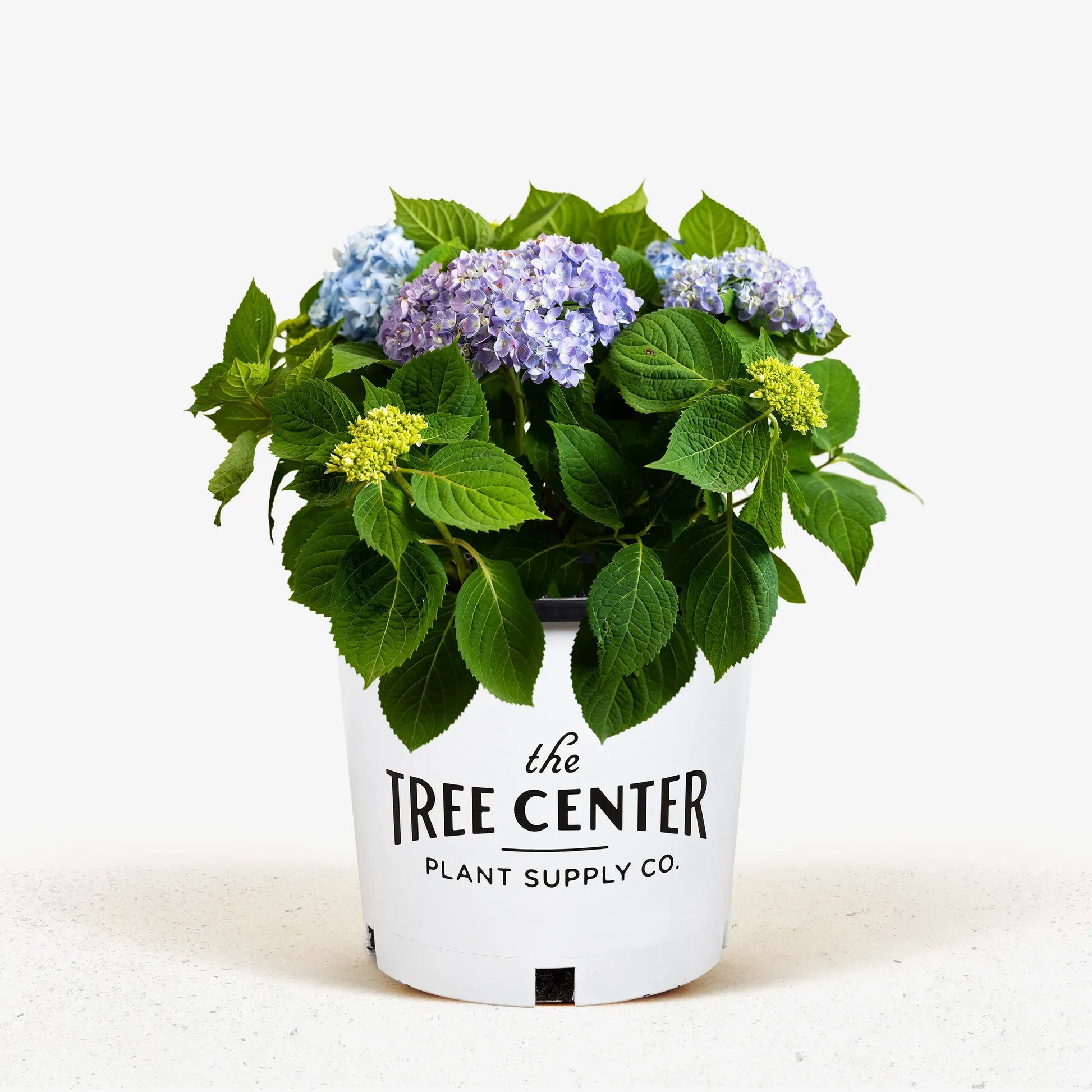 Hydrangea Macrophylla 'all Summer Beauty' - View 29 from www redcrocus com