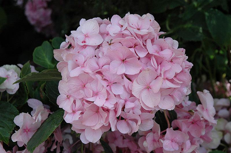 Hydrangea Macrophylla 'all Summer Beauty' - View 30 from www redcrocus com