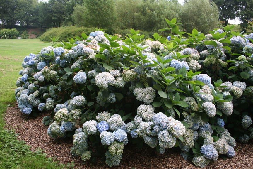 Hydrangea Macrophylla 'all Summer Beauty' - View 31 from www redcrocus com