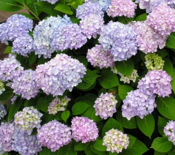 Hydrangea Macrophylla 'all Summer Beauty' - View 32 from www redcrocus com