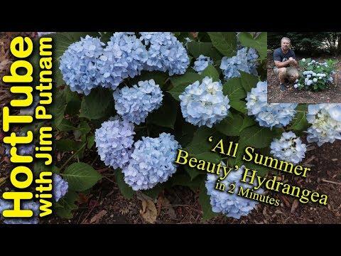 Hydrangea Macrophylla 'all Summer Beauty' - View 33 from www redcrocus com
