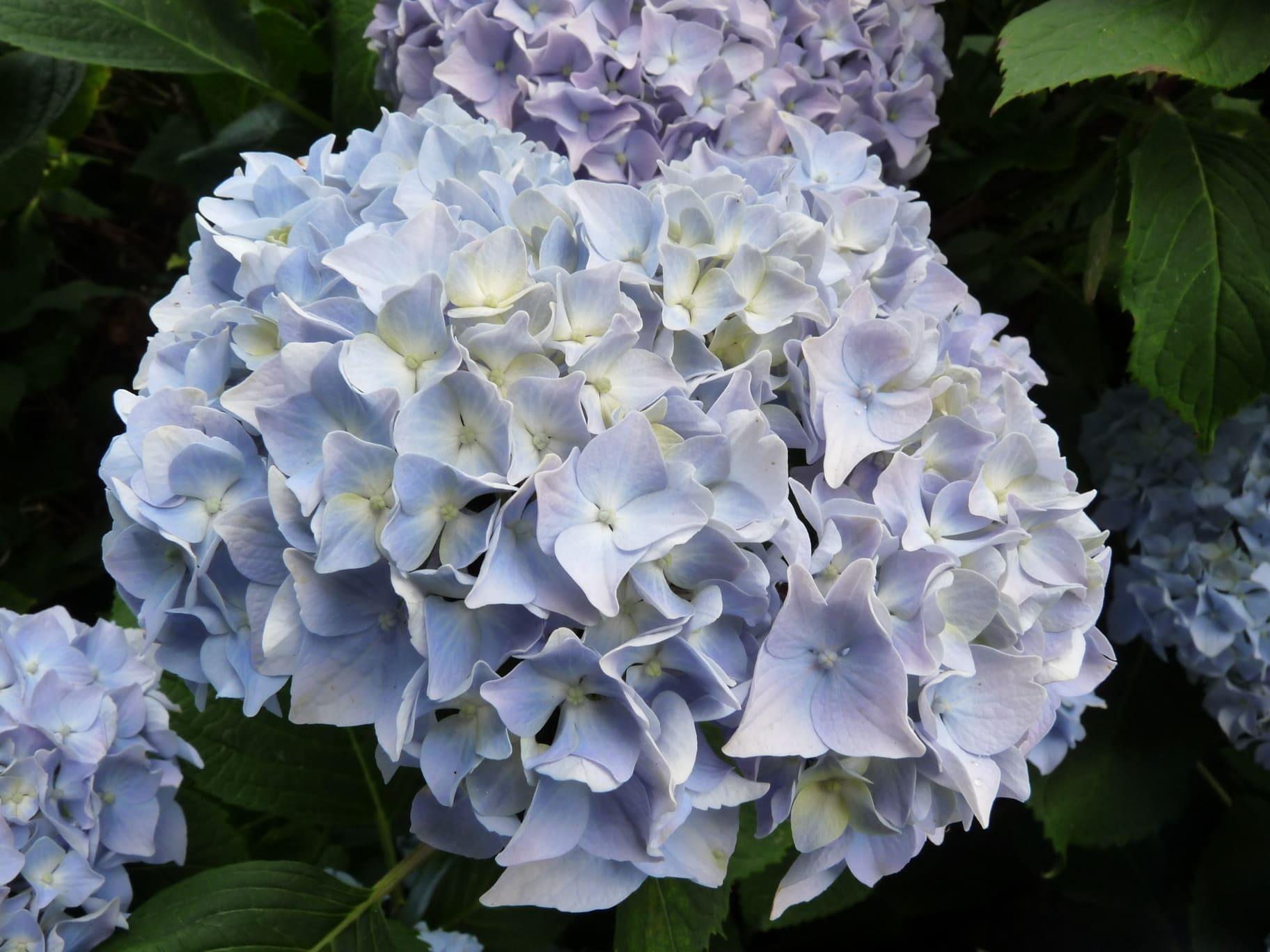 Hydrangea Macrophylla 'all Summer Beauty' - View 34 from www redcrocus com