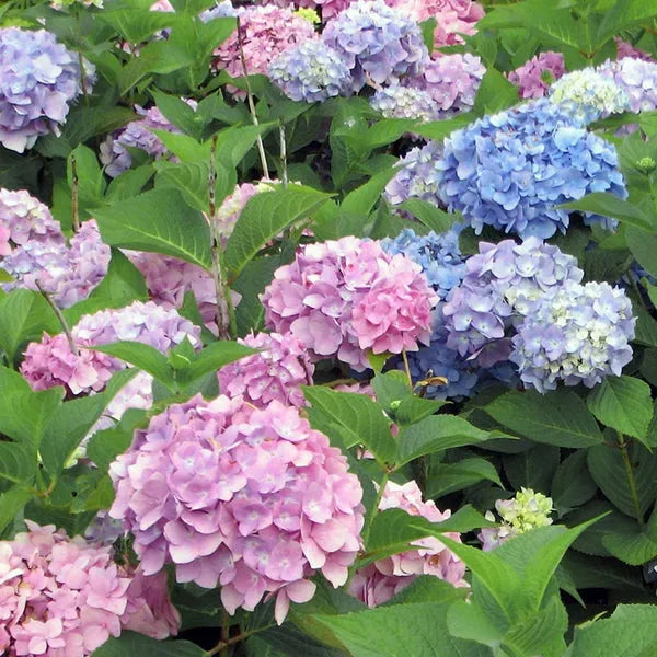 Hydrangea Macrophylla 'all Summer Beauty' - View 35 from www redcrocus com