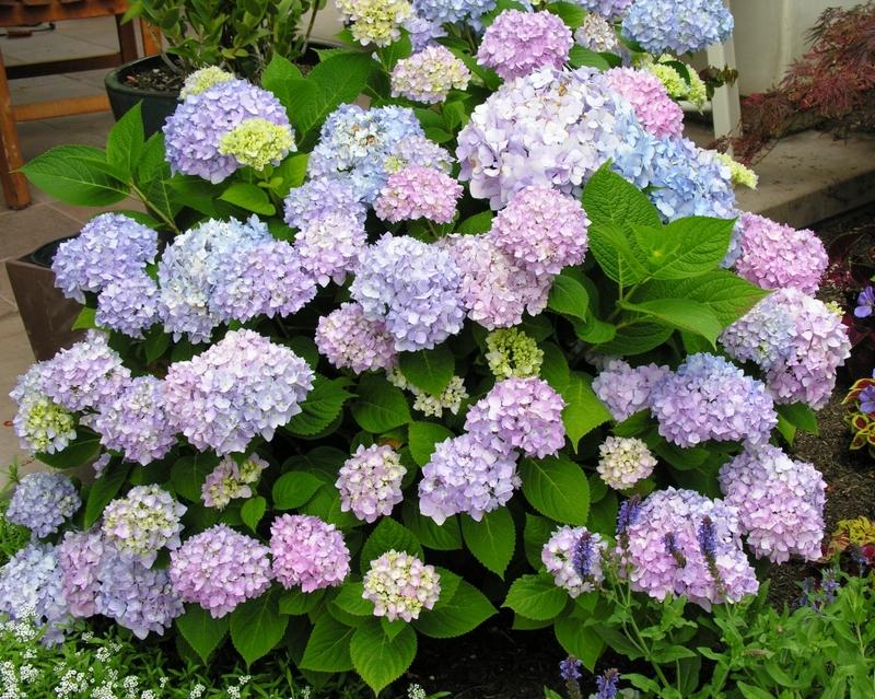 Hydrangea Macrophylla 'all Summer Beauty' - View 36 from www redcrocus com