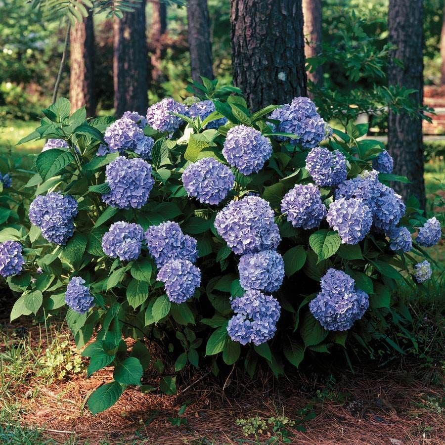 Hydrangea Macrophylla 'all Summer Beauty' - View 37 from www redcrocus com