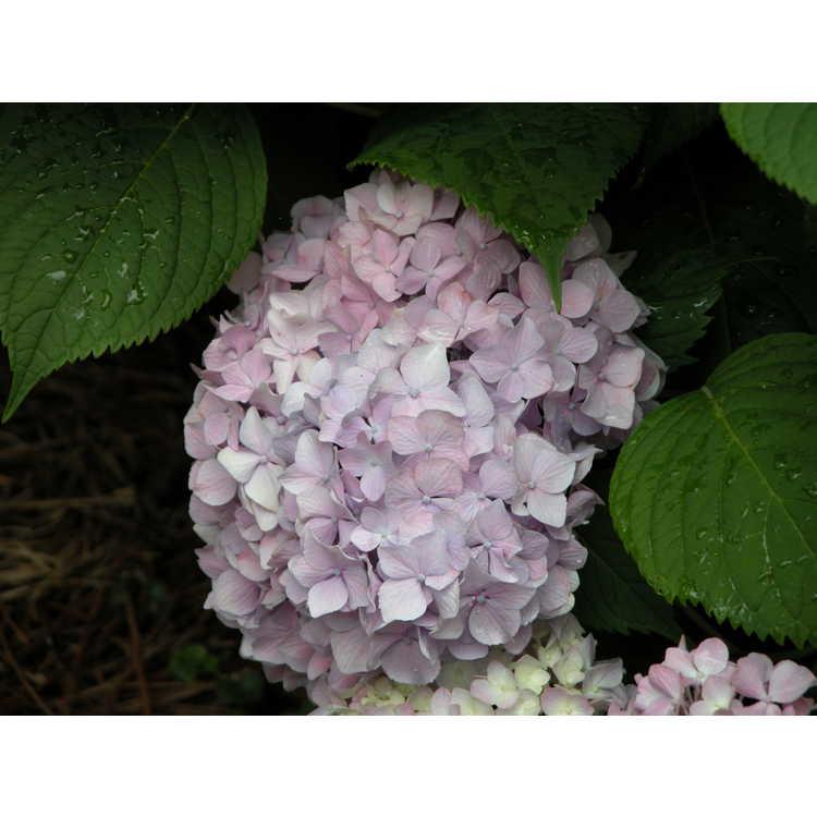 Hydrangea Macrophylla 'all Summer Beauty' - View 38 from www redcrocus com