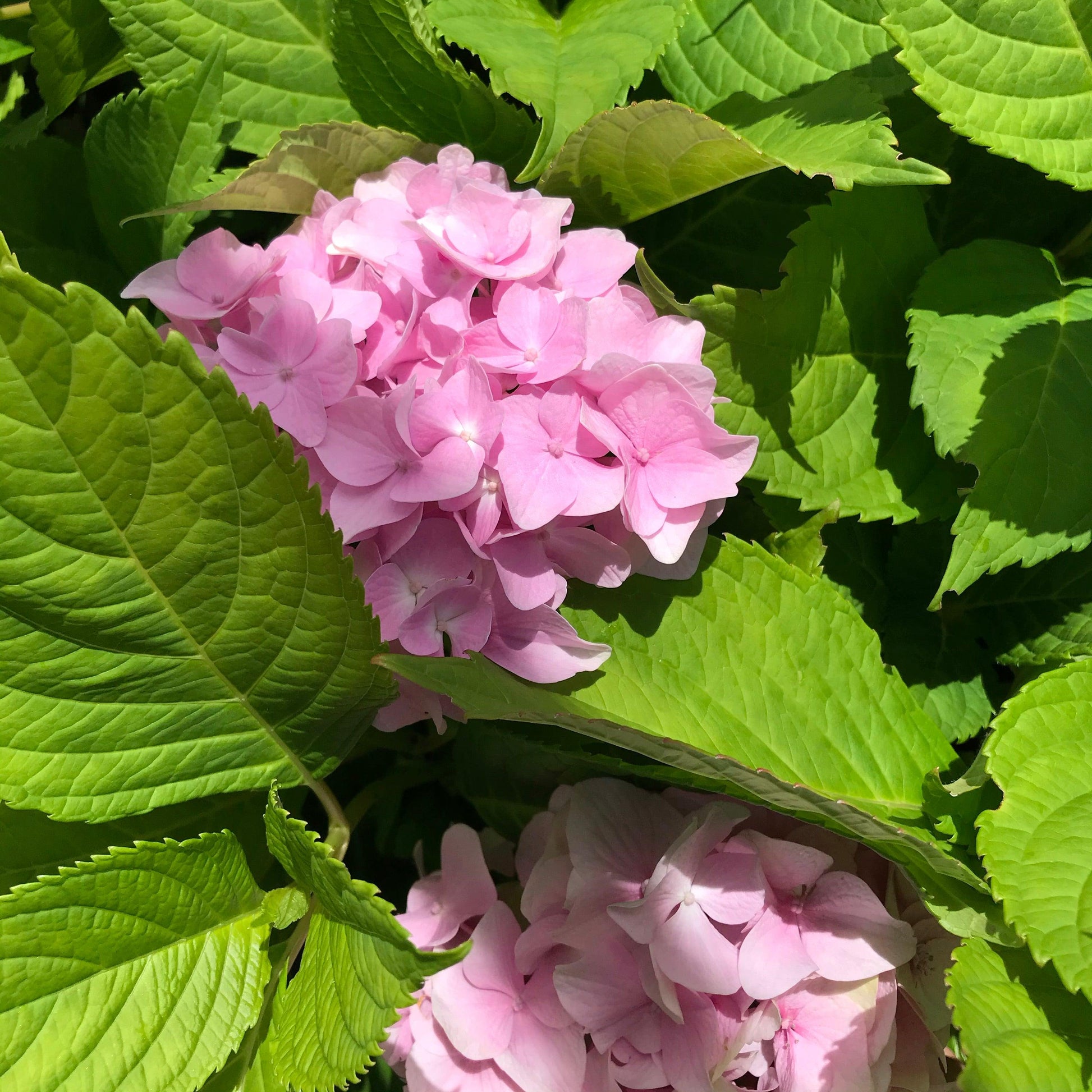 Hydrangea Macrophylla 'all Summer Beauty' - View 39 from www redcrocus com