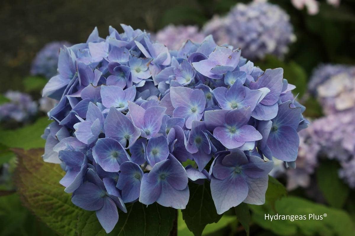 Hydrangea Macrophylla 'all Summer Beauty' - View 3 from www redcrocus com