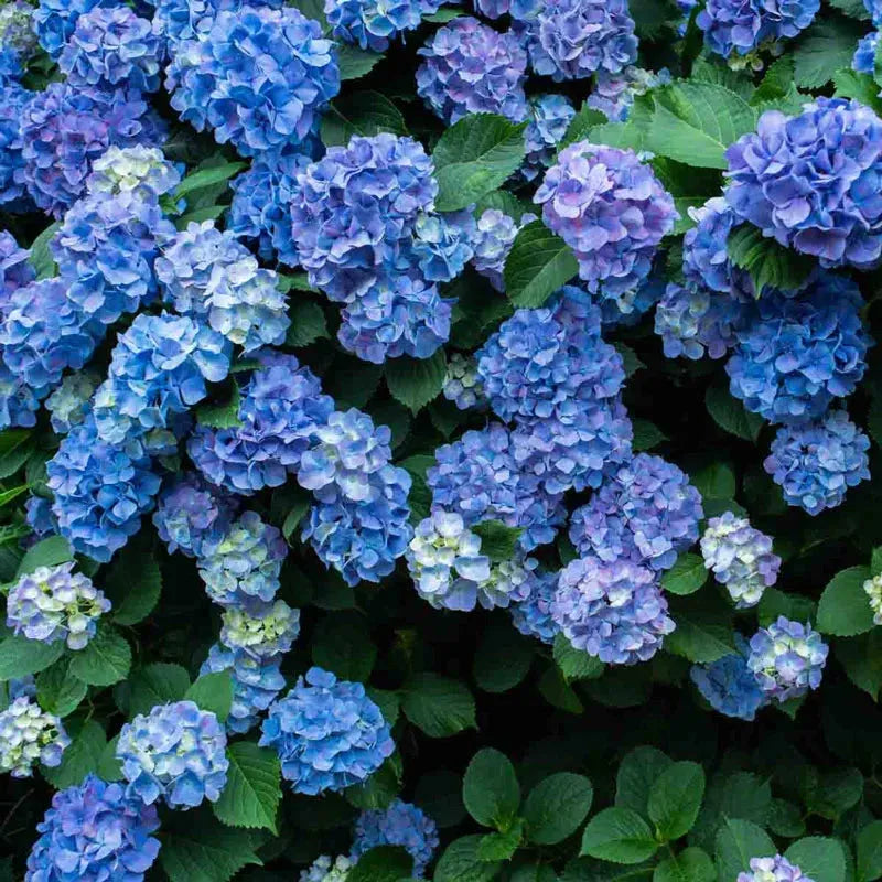 Hydrangea Macrophylla 'all Summer Beauty' - View 40 from www redcrocus com