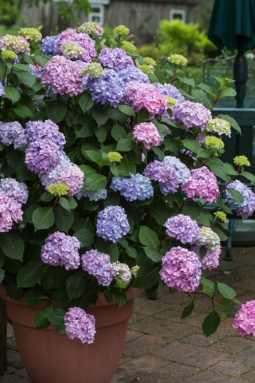 Hydrangea Macrophylla 'all Summer Beauty' - View 4 from www redcrocus com