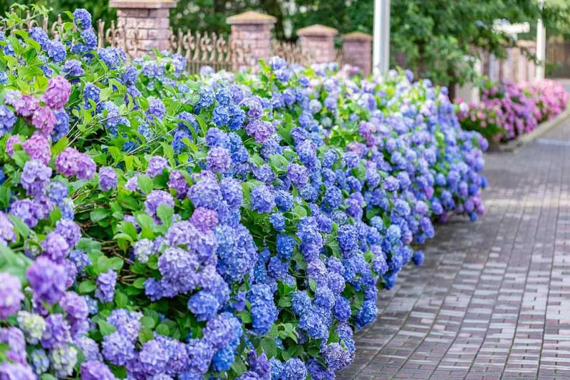 Hydrangea Macrophylla 'all Summer Beauty' - View 5 from www redcrocus com