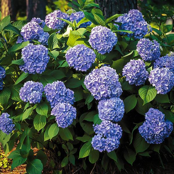 Hydrangea Macrophylla 'all Summer Beauty' - View 6 from www redcrocus com