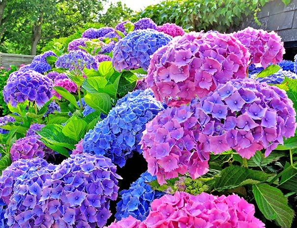 Hydrangea Macrophylla 'all Summer Beauty' - View 7 from www redcrocus com