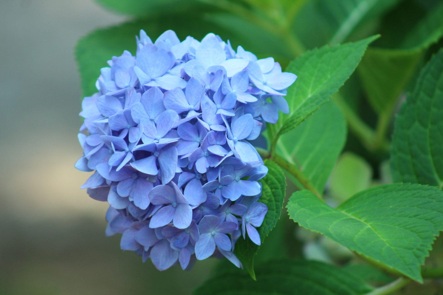 Hydrangea Macrophylla 'all Summer Beauty' - View 8 from www redcrocus com