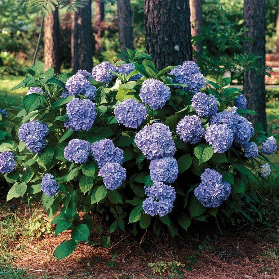 Hydrangea Macrophylla 'all Summer Beauty' - View 9 from www redcrocus com