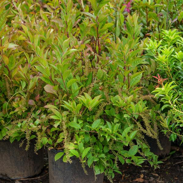 Itea Virginica 'merlot' - View 13 from www redcrocus com