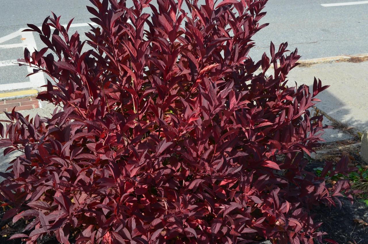 Itea Virginica 'merlot' - View 14 from www redcrocus com
