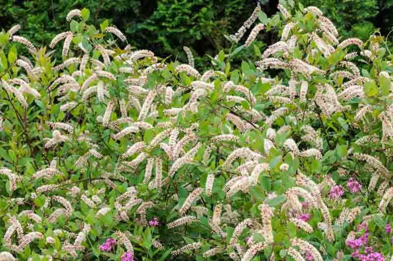 Itea Virginica 'merlot' - View 15 from www redcrocus com