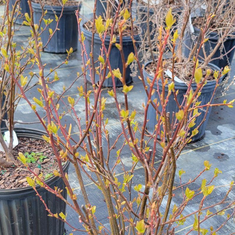 Itea Virginica 'merlot' - View 16 from www redcrocus com