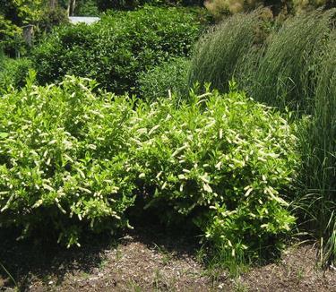 Itea Virginica 'merlot' - View 1 from www redcrocus com
