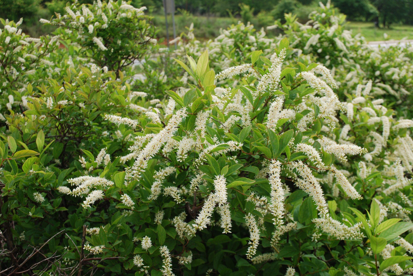 Itea Virginica 'merlot' - View 3 from www redcrocus com