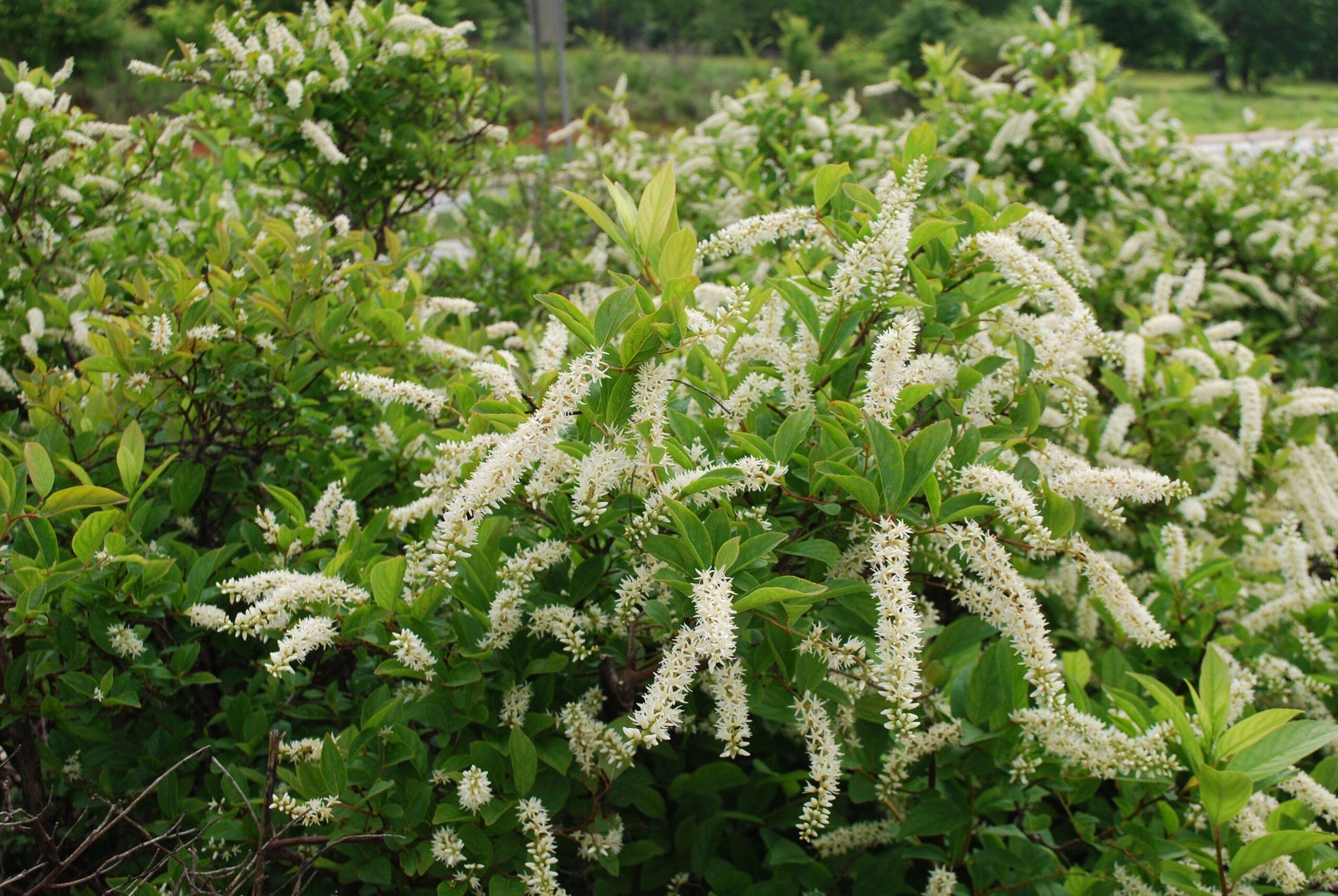 Itea Virginica 'merlot' - View 3 from www redcrocus com